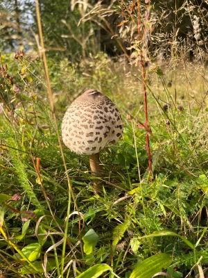 Ubytování U puštíka — Borová Lada